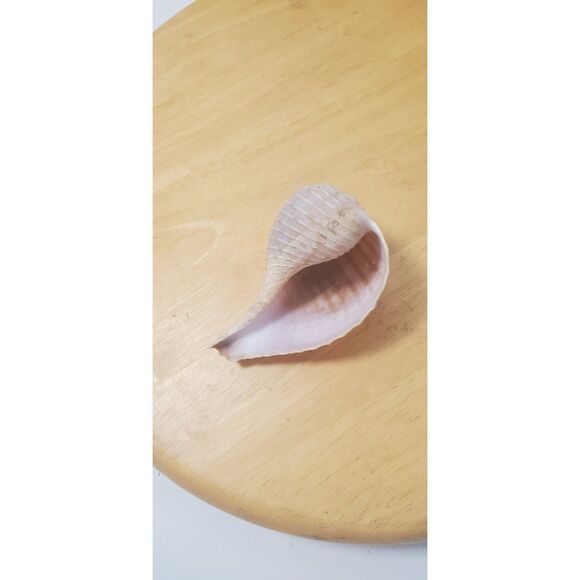 Ture Tulip (Fasciolaria tulips) or Banded Tulip (Cinctura lilium) Shell - Picture 1 of 3